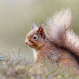 19 RAINDROPS KEEP FALLING by Jo Glenister