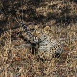 19, READY TO LEAP by Paul Wilson