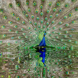 19 REFLECTION OF A PEACOCK by Gary Chester