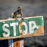 19 STOP RIGHT THERE by Richard Burn