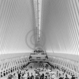 19 THE OCULUS by Peter Rees
