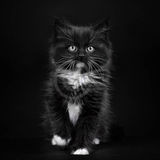19 TUXEDO KITTEN by Katrina Wilson