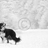 20, A WINTER'S TAIL by Katrina Wilson