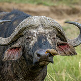 20 BUFFALO AND FRIEND by Richard Burn