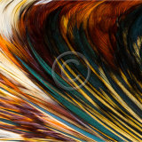 20, COCKEREL FEATHERS by Belinda Wilson