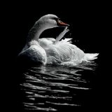 20 COOL ELEGANCE BY JO GLENISTER