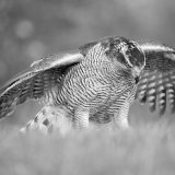 20, GOSHAWK MANTLING by Denise Ballard