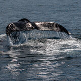 20 HUMPBACK WHALE DIVING by Peter Rees