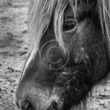 20, ICELANDIC HORSE by Angela Dunn