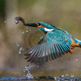 20, KINGFISHER (ALCEDO ATTHIS) by Jo Glenister
