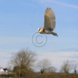 20, OWL by Hollie Pumphrey