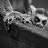 20, PEEK A BOO by Gary Chester