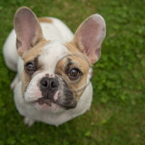 20, PUPPY EYES by Katrina Wilson