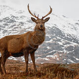 20 RED DEER STAG, GLEN ETIVE by Richard Burn