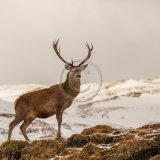 20, RED DEER by Katrina Wilson