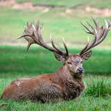 20, STAG RESTING by Len Morcombe