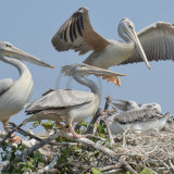 20, THE PELICAN NEST by Angela Dunn