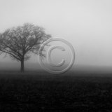 20, TREE IN THE MIST by Gary Chester