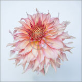 20 WATERMELON DAHLIA by Gina Taylor