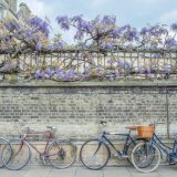 20 WISTERIA WHEELS BY KATRINA WILSON