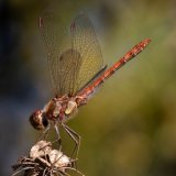20 WILLINGTON DRAGONFLY BY John Paul Thompson