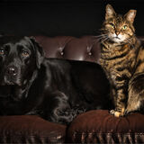 21 BEST FRIENDS by Steve Jarvis