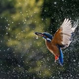 39 MAKING A SPLASH by Jo Glenister