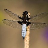 40 BROAD BODIED CHASER by John-Paul Thompson