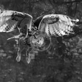 Best Action Monochrome Print - EAGLE OWL by Graham Pumphrey