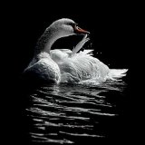 Best Colour, Best Living World Colour - COOL ELEGANCE by Jo Glenister