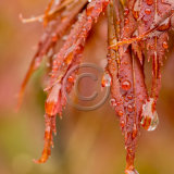 Best Colour Print - AFTER THE RAIN by Katrina Wilson