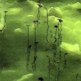Best Creative Colour - PONDSCAPE by Belinda Wilson