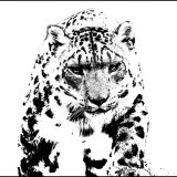 Best Creative Mono - SNOW LEOPARD STARE by Dee Ballard