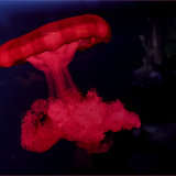 Best Creative PDI - RED JELLY FISH by Belinda Wilson