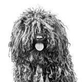 Best Living World Mono - DREADLOCK DOG by Katrina Wilson