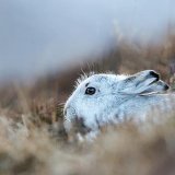 Best Living World PDI - WAITING FOR SNOW by Jo Glenister