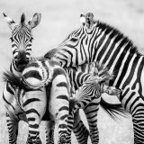 Best Living World Mono HEADS AND TAILS by Richard Burn