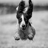 Best Mono, Best Action Mono - HOVER DOG by Jo Glenister