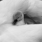 Commended Mono - FEATHER AND DOWN by Dee Ballard