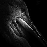 Commended Mono - PELICAN DETAIL by Belinda Wilson