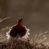 Commended Colour - WIND BLOWN GROUSE by Jo Glenister