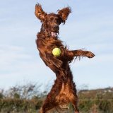 Commended PDI - HARRY by Katrina Wilson