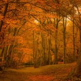 Commended Colour - COOPERS HILL by Katrina Wilson