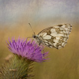 Commended Colour - MARBLED WHITE by Katrina Wilson