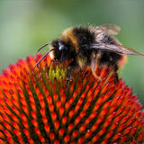 Commended - ECHINACEA VISITOR by Belinda Wilson