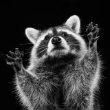 Commended Mono - IT WAS THIS BIG! by Katrina Wilson