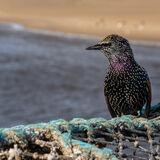 Commended - STARLING BY THE COAST by Adrian Paine