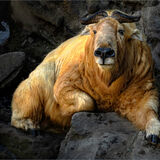 Commended - TAKIN IT EASY by Paul Wilson