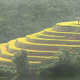 Commended - TERRACED by Gary Chester