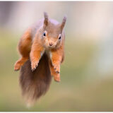 First Living World and Best in Exhib RED SQUIRREL JUMPbyLee Odell